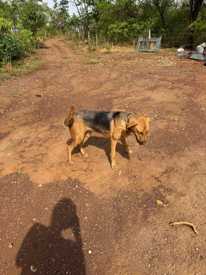 Cachorro ra a Perdigueiro idade 7 a 11 meses nome Nina