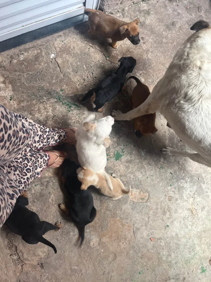 Cachorro ra a SRD-ViraLata idade Abaixo de 2 meses nome Najela 