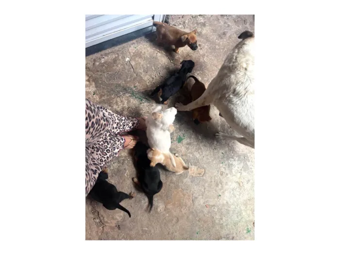 Cachorro ra a SRD-ViraLata idade Abaixo de 2 meses nome Najela 