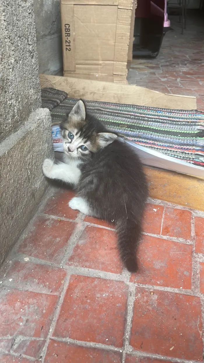Gato ra a SRD-ViraLata idade Abaixo de 2 meses nome Cindy