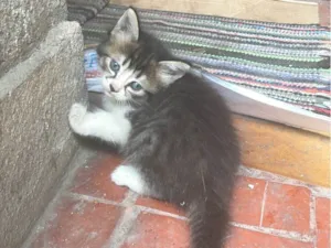 Gato raça SRD-ViraLata idade Abaixo de 2 meses nome Cindy