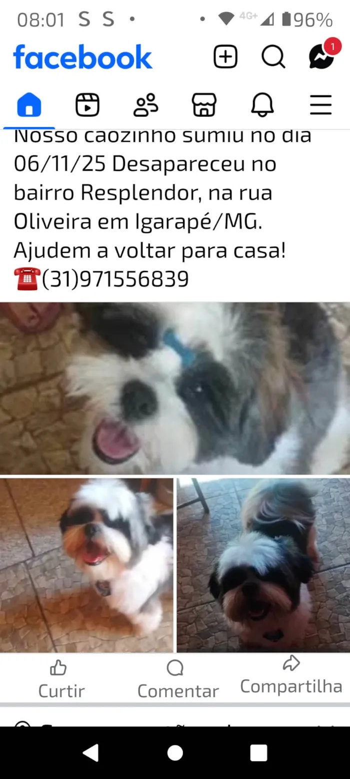 Cachorro ra a Shitzu idade 2 anos nome Bob