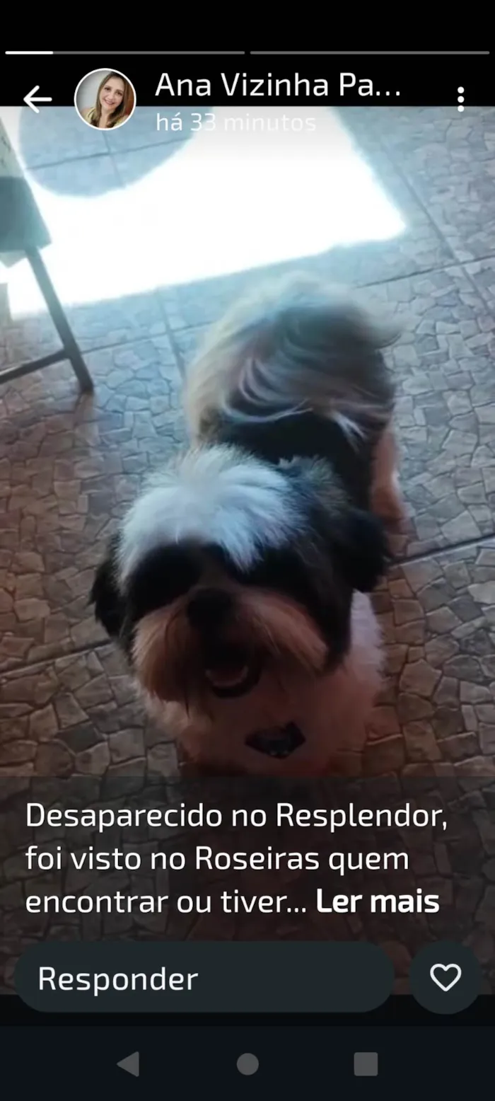 Cachorro ra a Shitzu idade 2 anos nome Bob