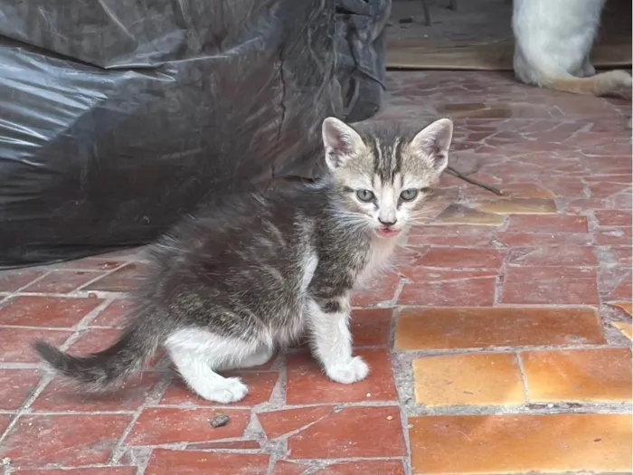 Gato ra a SRD-ViraLata idade Abaixo de 2 meses nome Viny