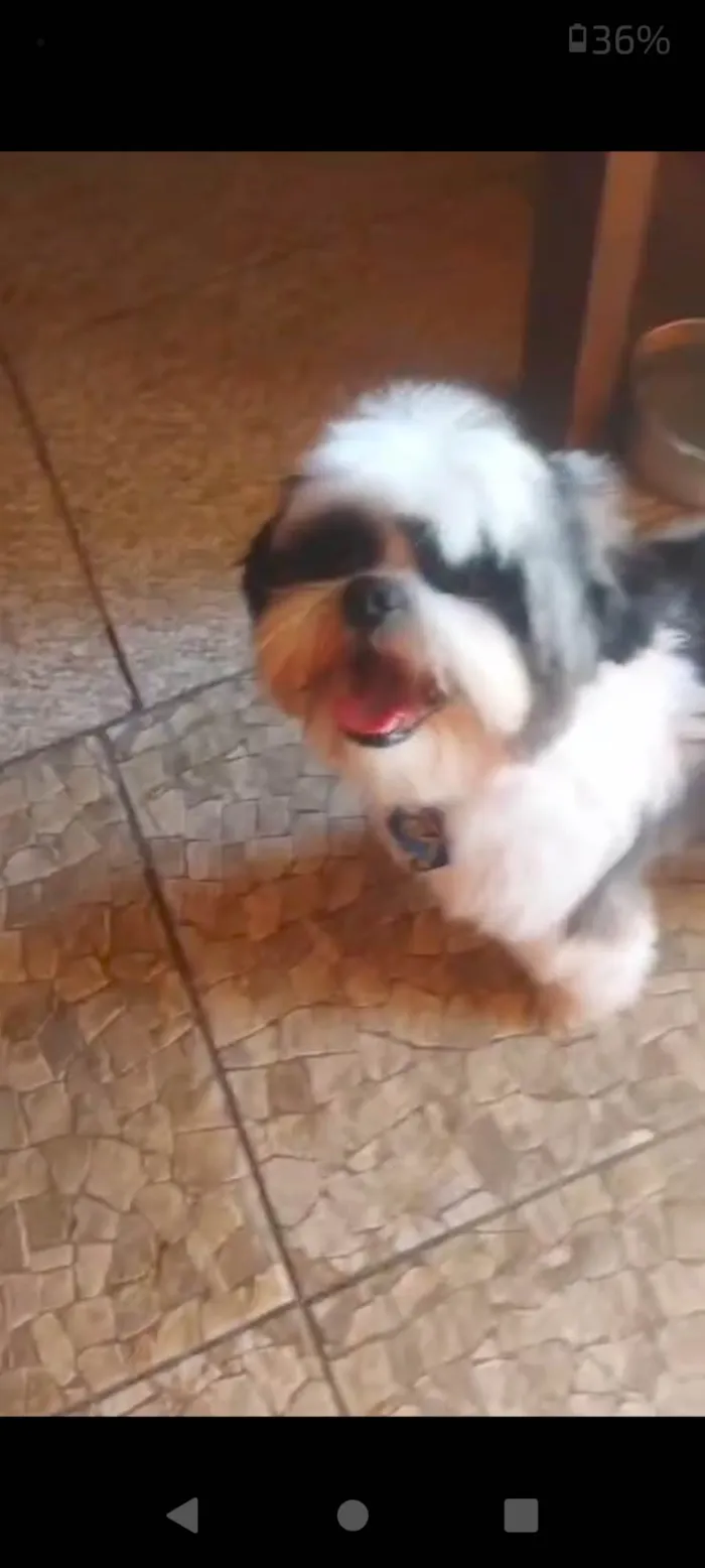 Cachorro ra a Shitzu idade 2 anos nome Bob
