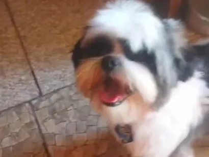 Cachorro raça Shitzu idade 2 anos nome Bob