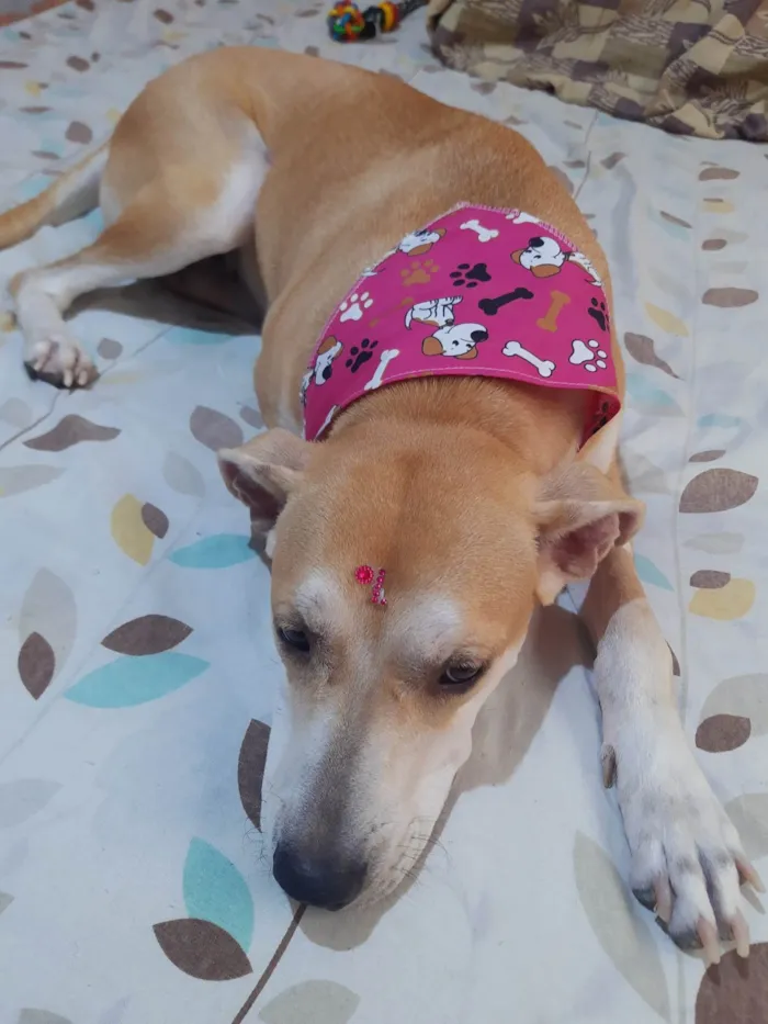 Cachorro ra a SRD-ViraLata idade 2 anos nome NINA