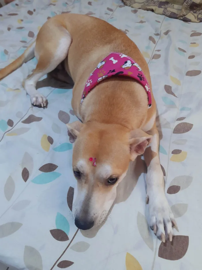 Cachorro ra a SRD-ViraLata idade 2 anos nome NINA