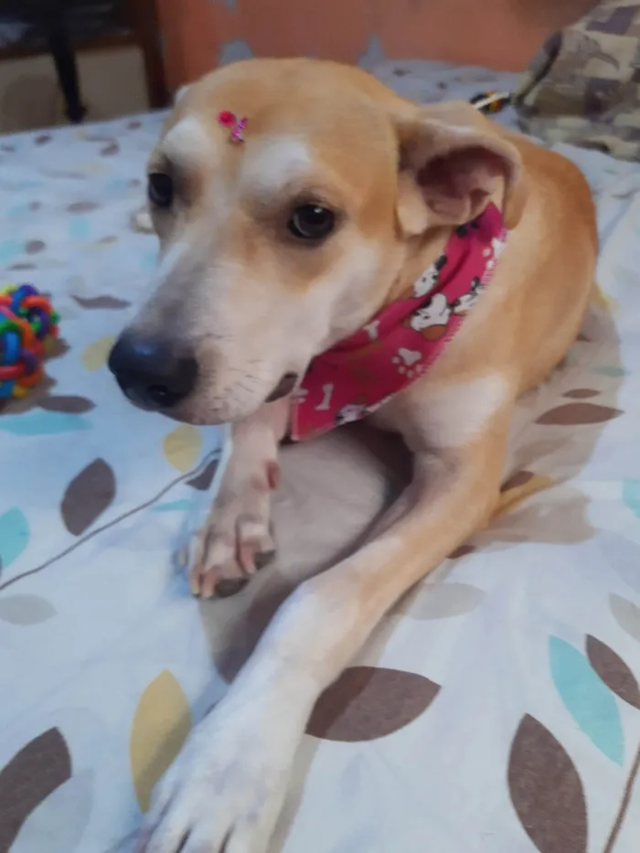 Cachorro ra a SRD-ViraLata idade 2 anos nome NINA