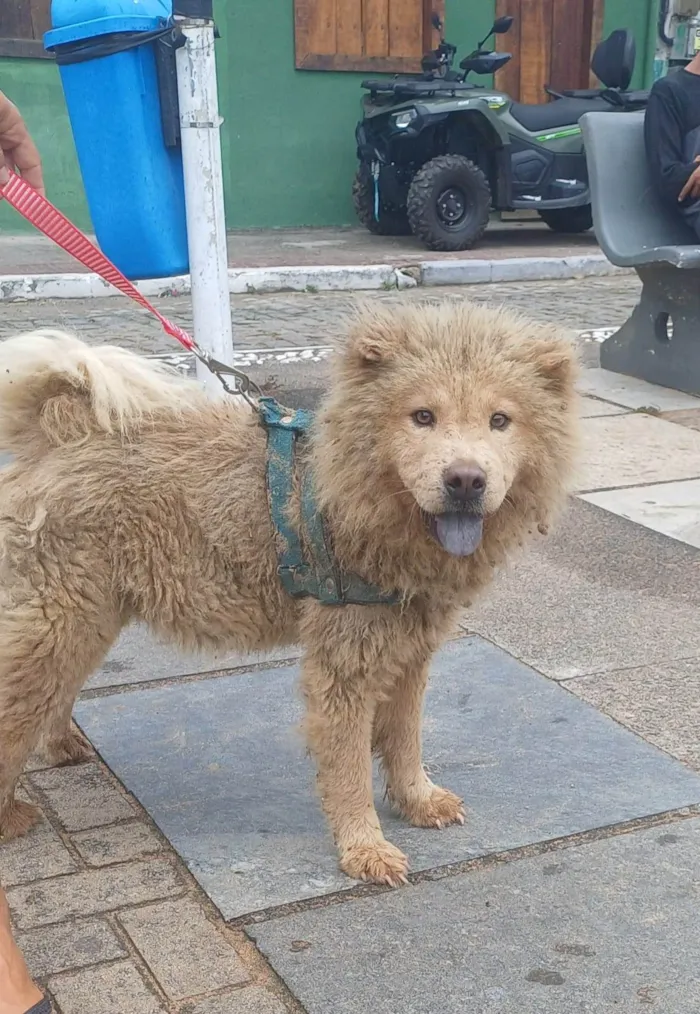 Cachorro ra a Chow Chow idade 7 a 11 meses nome Leo