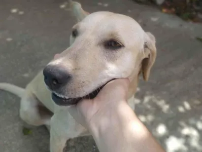 Cachorro raça SRD-ViraLata idade 2 a 6 meses nome Lola