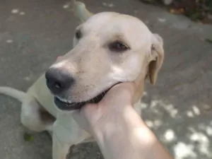 Cachorro ra a SRD-ViraLata idade 2 a 6 meses nome Lola