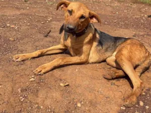 Cachorro raça Perdigueiro idade 7 a 11 meses nome Nina
