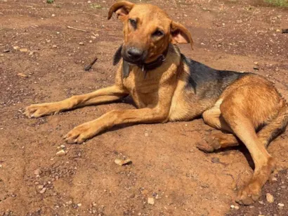 Cachorro raça Perdigueiro idade 7 a 11 meses nome Nina