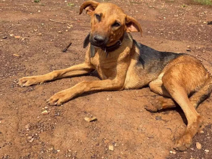 Cachorro ra a Perdigueiro idade 7 a 11 meses nome Nina