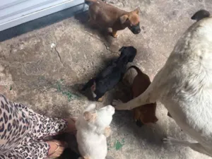 Cachorro raça SRD-ViraLata idade Abaixo de 2 meses nome Najela 