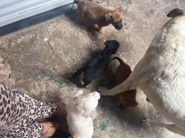 Cachorro ra a SRD-ViraLata idade Abaixo de 2 meses nome Najela 