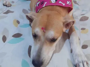 Cachorro raça SRD-ViraLata idade 2 anos nome NINA