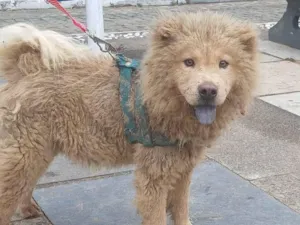 Cachorro raça Chow Chow idade 7 a 11 meses nome Leo