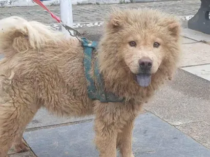 Cachorro raça Chow Chow idade 7 a 11 meses nome Leo