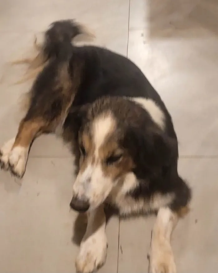 Cachorro ra a SRD-ViraLata idade 6 ou mais anos nome Pingo