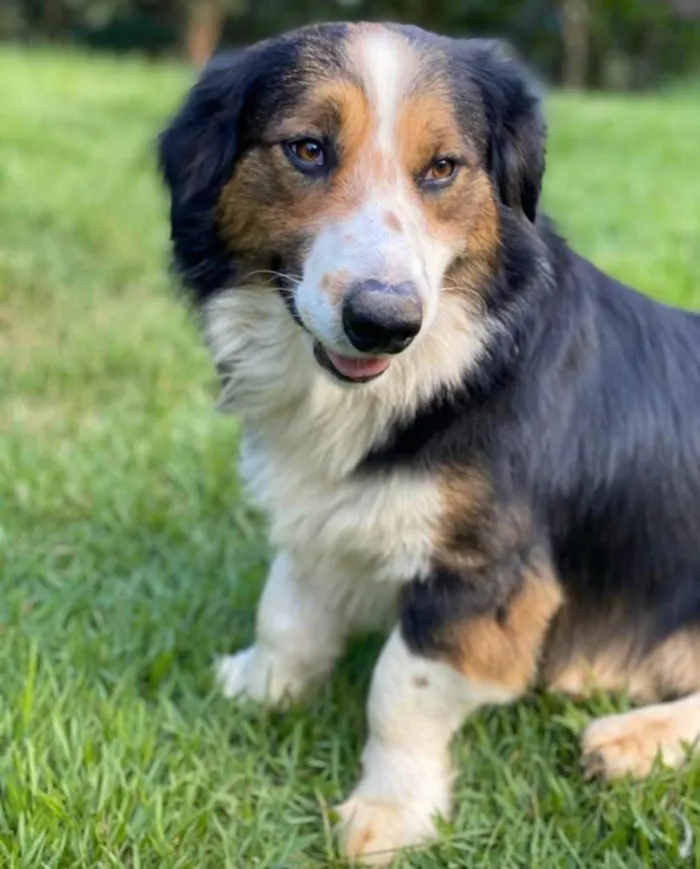 Cachorro ra a SRD-ViraLata idade 6 ou mais anos nome Pingo