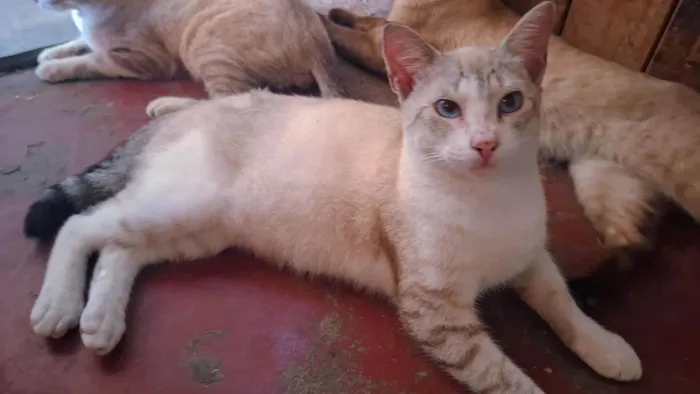 Gato ra a SRD-ViraLata idade 7 a 11 meses nome GATINHOS MACHO 