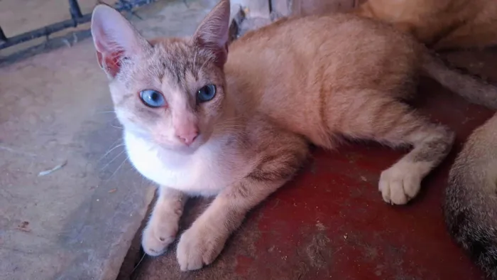 Gato ra a SRD-ViraLata idade 7 a 11 meses nome GATINHOS MACHO 