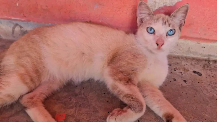 Gato ra a SRD-ViraLata idade 7 a 11 meses nome GATINHOS MACHO 