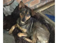Cachorro raça SRD-ViraLata idade 7 a 11 meses nome Chico