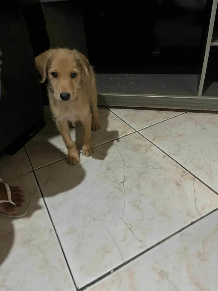 Cachorro ra a SRD-ViraLata idade 2 a 6 meses nome Bob