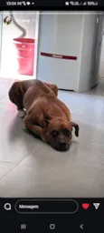 Cachorro ra a Boxer idade 6 ou mais anos nome ruffus