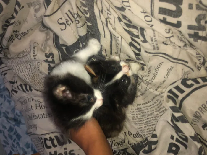 Gato ra a Exótico idade 2 a 6 meses nome pretinho