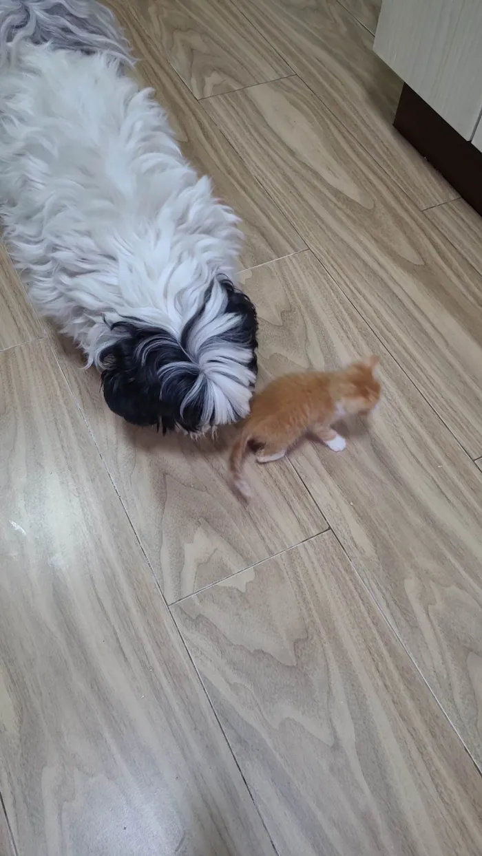 Cachorro ra a Shitzu idade 5 anos nome Saimon