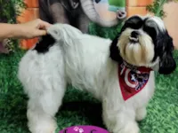Cachorro raça Shitzu idade 5 anos nome Saimon