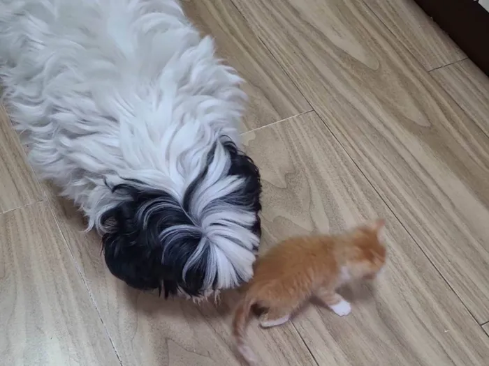 Cachorro ra a Shitzu idade 5 anos nome Saimon