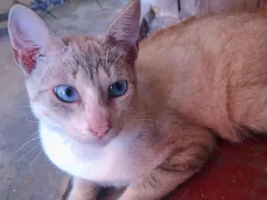 Gato raça SRD-ViraLata idade 7 a 11 meses nome GATINHOS MACHO 