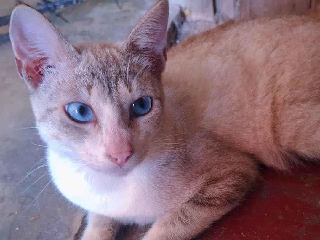 Gato ra a SRD-ViraLata idade 7 a 11 meses nome GATINHOS MACHO 