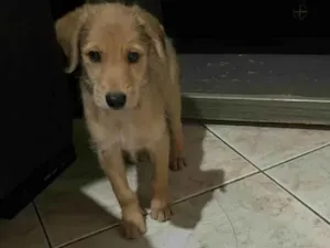 Cachorro ra a SRD-ViraLata idade 2 a 6 meses nome Bob