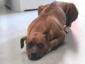Cachorro raça Boxer idade 6 ou mais anos nome ruffus