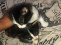 Gato raça Exótico idade 2 a 6 meses nome pretinho