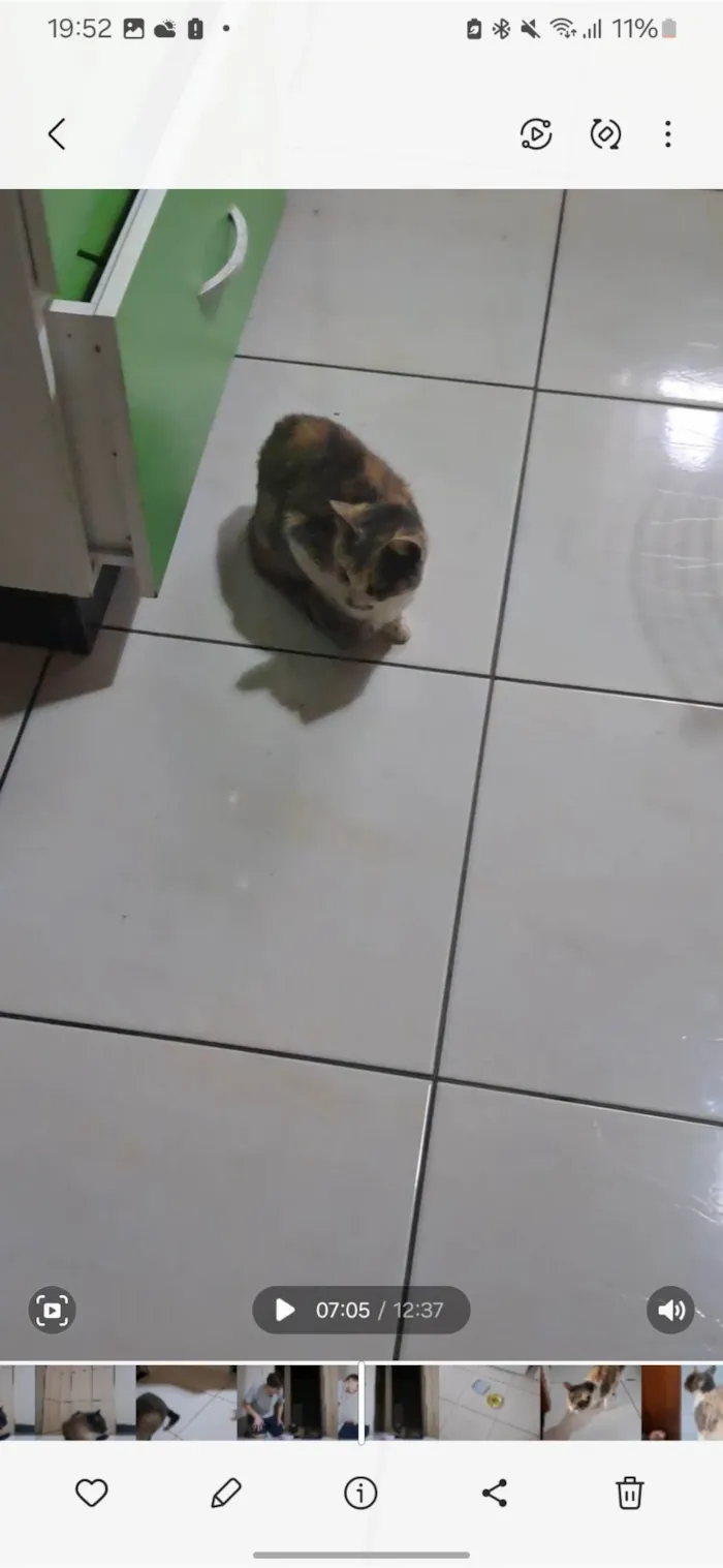 Gato ra a SRD-ViraLata idade 3 anos nome Maria Folgaça