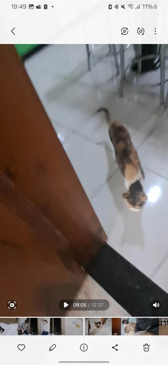 Gato ra a SRD-ViraLata idade 3 anos nome Maria Folgaça