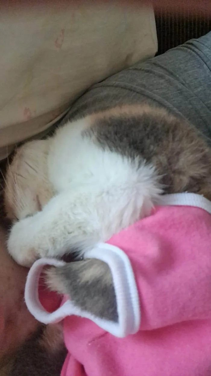 Gato ra a SRD-ViraLata idade 3 anos nome Maria Folgaça