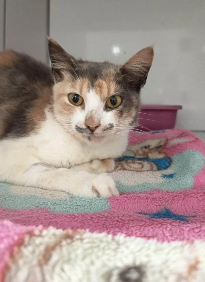 Gato ra a SRD-ViraLata idade 3 anos nome Maria Folgaça