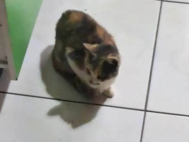 Gato ra a SRD-ViraLata idade 3 anos nome Maria Folgaça