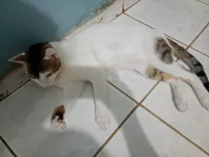 Gato raça Sphynx idade 7 a 11 meses nome Sherek