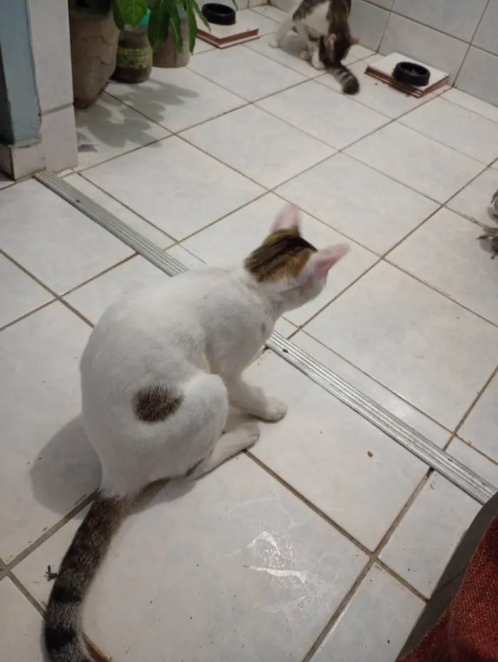 Gato ra a Sphynx idade 7 a 11 meses nome Sherek