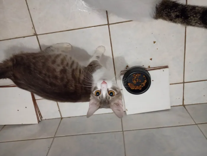 Gato ra a Maine Coon idade 7 a 11 meses nome Fiona