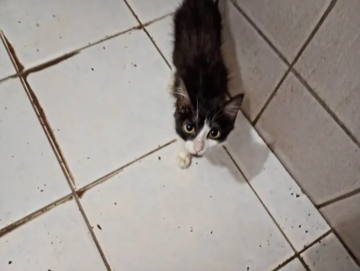 Gato ra a Sphynx idade 2 a 6 meses nome Aladim